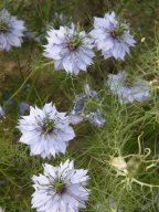 nigelle de damas